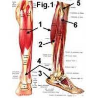 Calf muscles in rowing